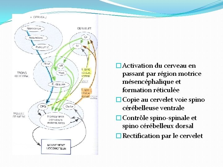 �Activation du cerveau en passant par région motrice mésencéphalique et formation réticulée �Copie au