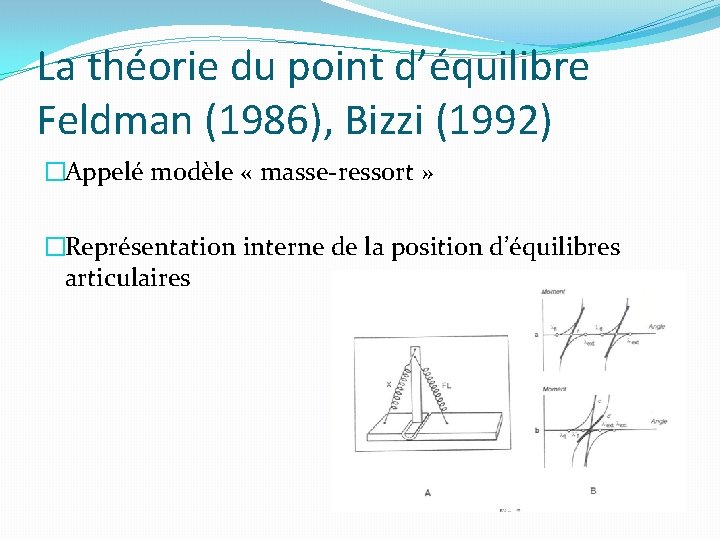 La théorie du point d’équilibre Feldman (1986), Bizzi (1992) �Appelé modèle « masse-ressort »