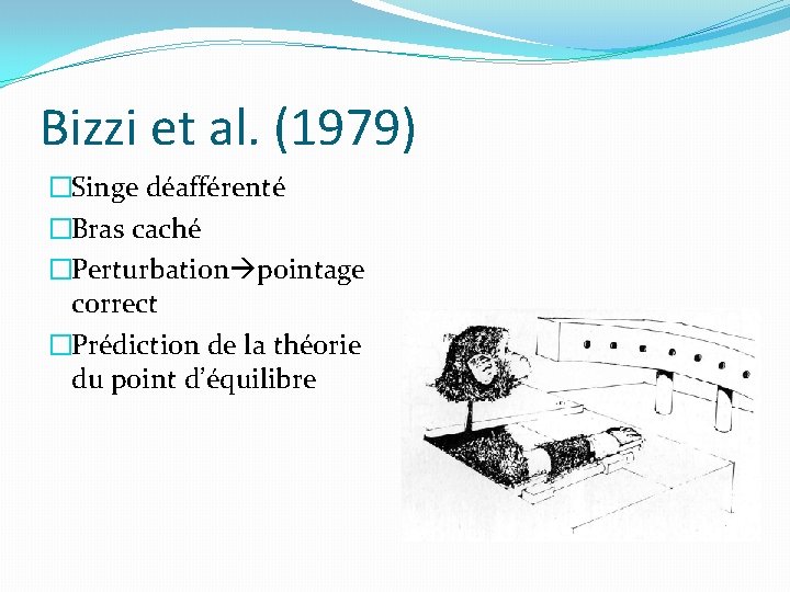 Bizzi et al. (1979) �Singe déafférenté �Bras caché �Perturbation pointage correct �Prédiction de la