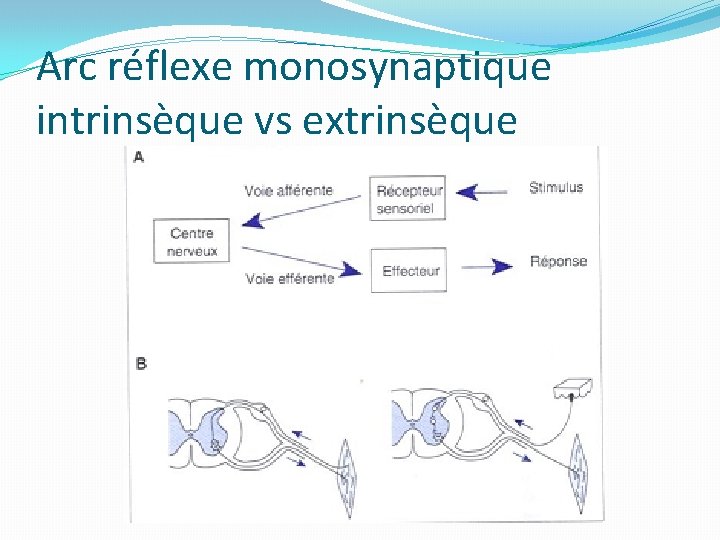 Arc réflexe monosynaptique intrinsèque vs extrinsèque 