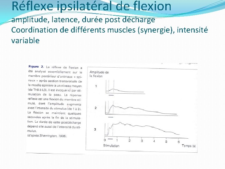 Réflexe ipsilatéral de flexion amplitude, latence, durée post décharge Coordination de différents muscles (synergie),