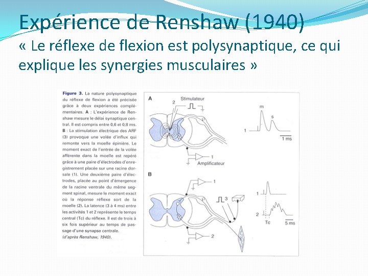 Expérience de Renshaw (1940) « Le réflexe de flexion est polysynaptique, ce qui explique