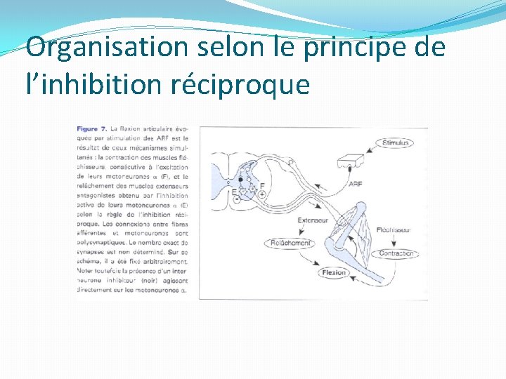 Organisation selon le principe de l’inhibition réciproque 