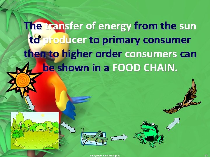 The transfer of energy from the sun to producer to primary consumer then to