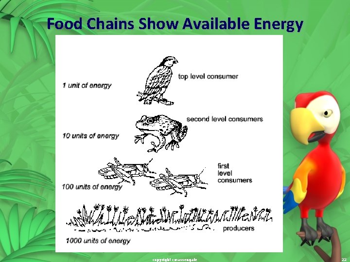 Food Chains Show Available Energy copyright cmassengale 22 