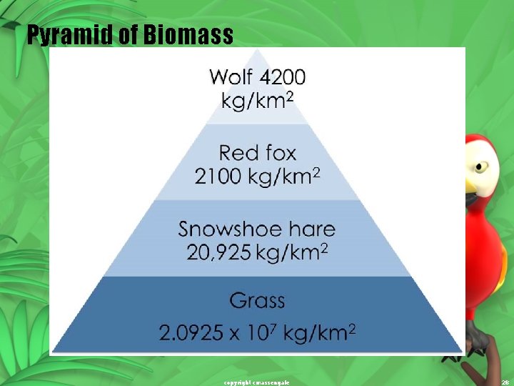 Pyramid of Biomass copyright cmassengale 28 