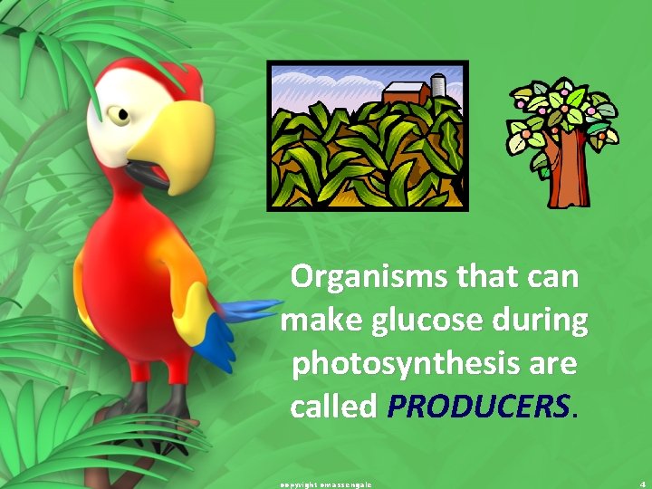 Organisms that can make glucose during photosynthesis are called PRODUCERS. copyright cmassengale 4 