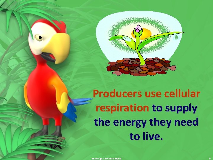Producers use cellular respiration to supply the energy they need to live. copyright cmassengale