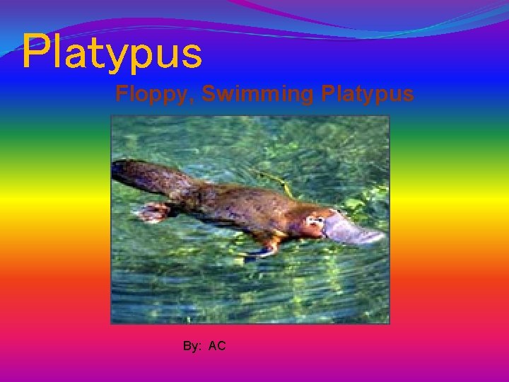 Platypus Floppy, Swimming Platypus By: AC 