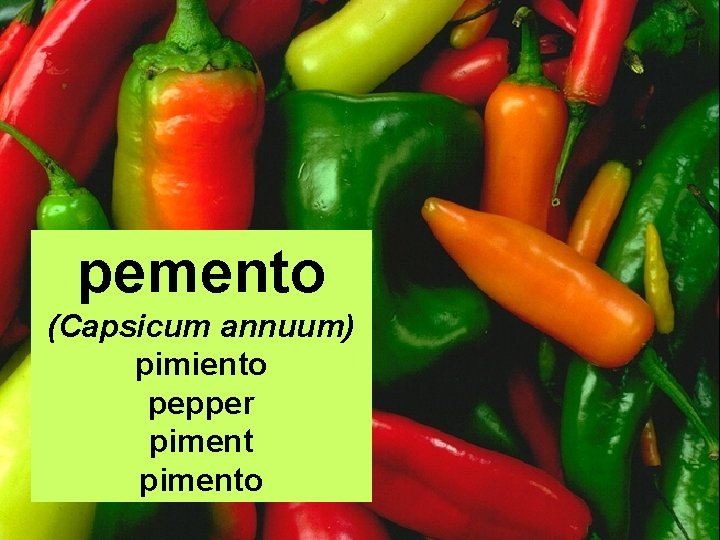 pemento (Capsicum annuum) pimiento pepper pimento 