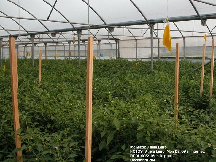 Montaxe: Adela Leiro FOTOS: Adela Leiro, Mon Daporta, Internet. DEBUXOS: Mon Daporta Decembro 204