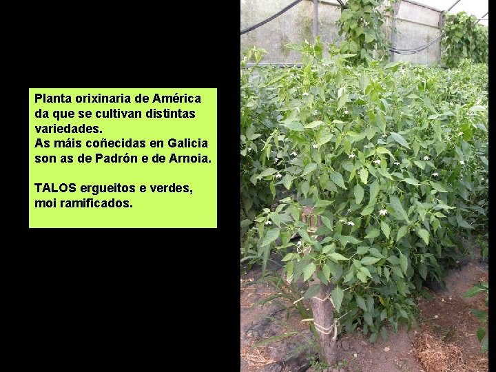 Planta orixinaria de América da que se cultivan distintas variedades. As máis coñecidas en