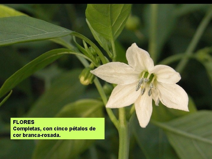 FLORES Completas, con cinco pétalos de cor branca-rosada. 