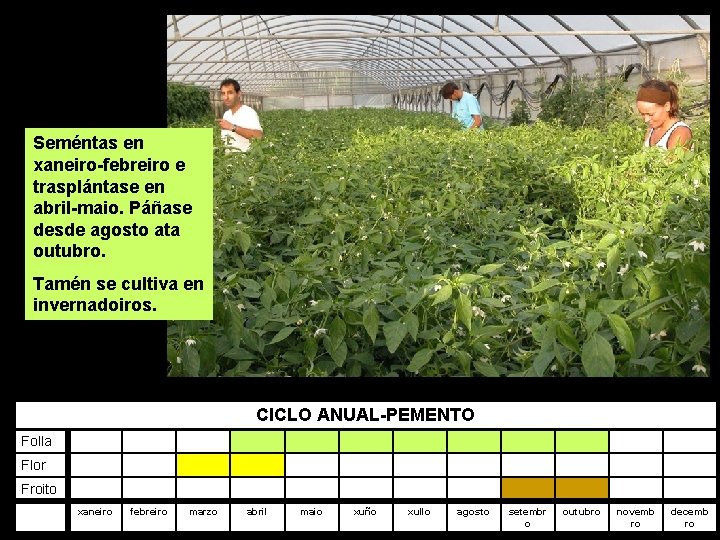 Seméntas en xaneiro-febreiro e trasplántase en abril-maio. Páñase desde agosto ata outubro. Tamén se