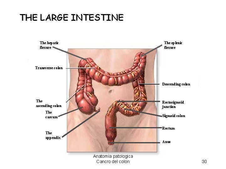 THE LARGE INTESTINE The hepatic flexure The splenic flexure Transverse colon Descending colon The