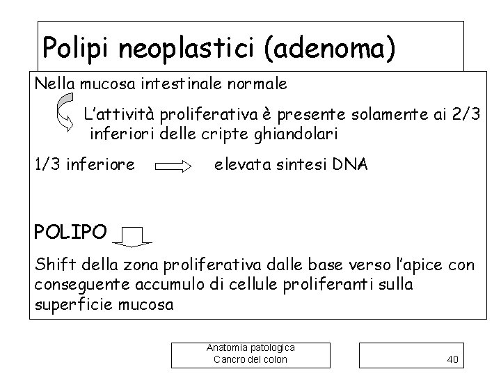 Polipi neoplastici (adenoma) Nella mucosa intestinale normale L’attività proliferativa è presente solamente ai 2/3