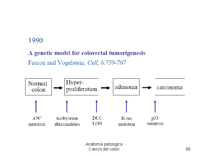 Anatomia patologica Cancro del colon 58 