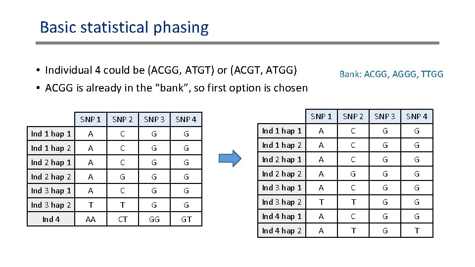 Basic statistical phasing • Individual 4 could be (ACGG, ATGT) or (ACGT, ATGG) • Basic statistical phasing • Individual 4 could be (ACGG, ATGT) or (ACGT, ATGG) •