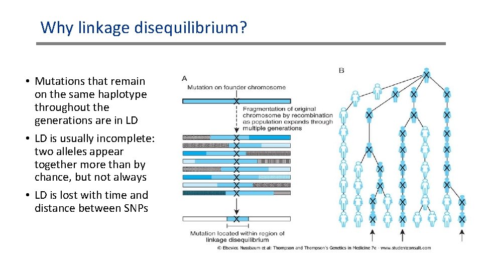 Why linkage disequilibrium? • Mutations that remain on the same haplotype throughout the generations Why linkage disequilibrium? • Mutations that remain on the same haplotype throughout the generations