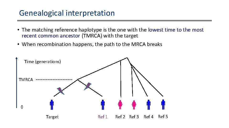 Genealogical interpretation • The matching reference haplotype is the one with the lowest time Genealogical interpretation • The matching reference haplotype is the one with the lowest time