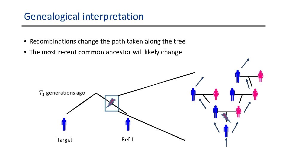 Genealogical interpretation • Recombinations change the path taken along the tree • The most Genealogical interpretation • Recombinations change the path taken along the tree • The most