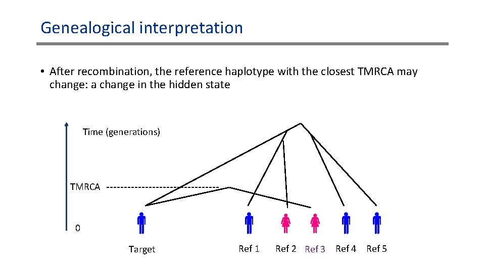 Genealogical interpretation • After recombination, the reference haplotype with the closest TMRCA may change: Genealogical interpretation • After recombination, the reference haplotype with the closest TMRCA may change: