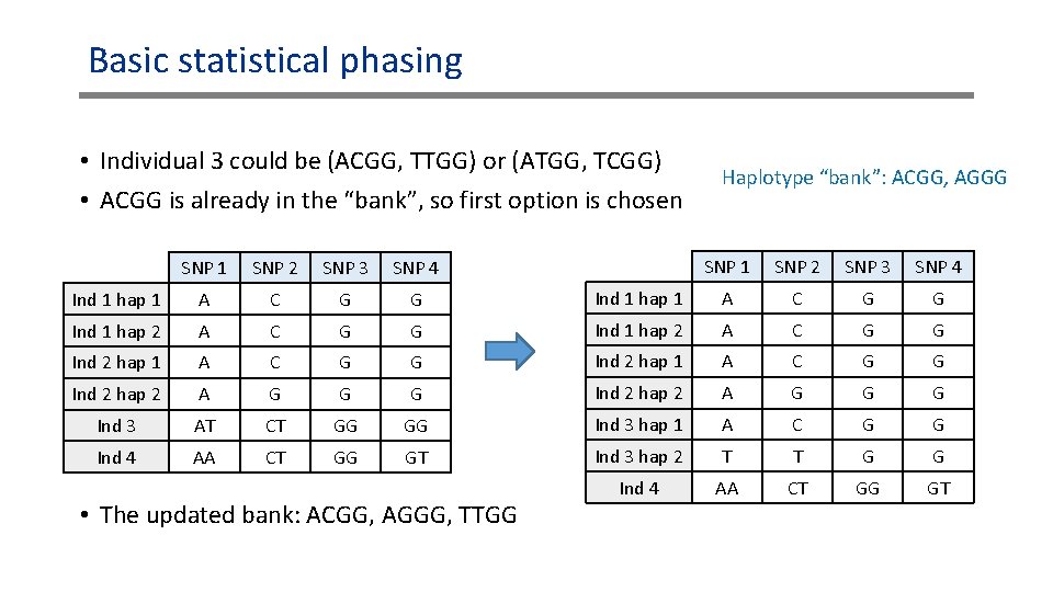 Basic statistical phasing • Individual 3 could be (ACGG, TTGG) or (ATGG, TCGG) • Basic statistical phasing • Individual 3 could be (ACGG, TTGG) or (ATGG, TCGG) •