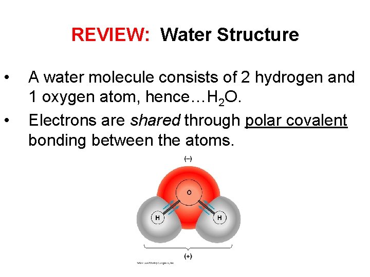 REVIEW: Water Structure • • A water molecule consists of 2 hydrogen and 1