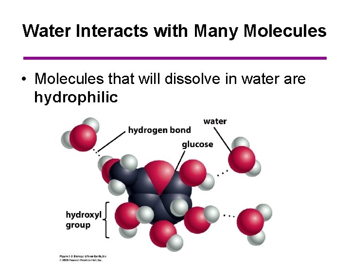 Water Interacts with Many Molecules • Molecules that will dissolve in water are hydrophilic