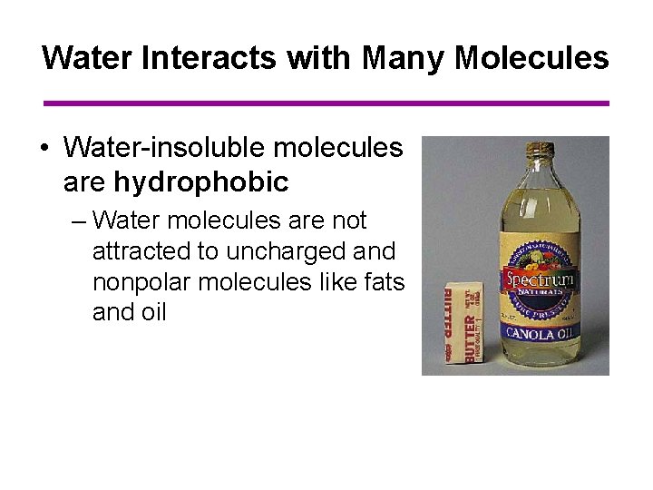 Water Interacts with Many Molecules • Water-insoluble molecules are hydrophobic – Water molecules are