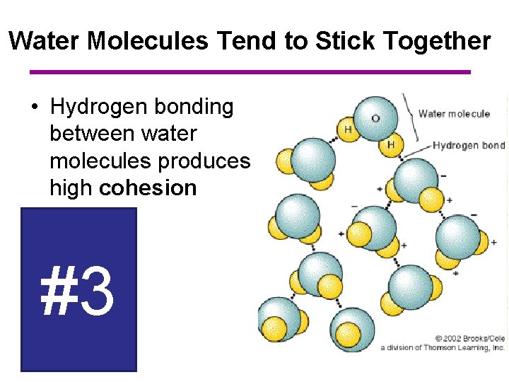 Water Molecules Tend to Stick Together • Hydrogen bonding between water molecules produces high