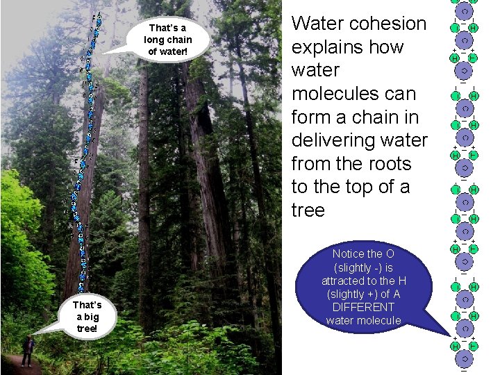 That’s a long chain of water! That’s a big tree! Water cohesion explains how