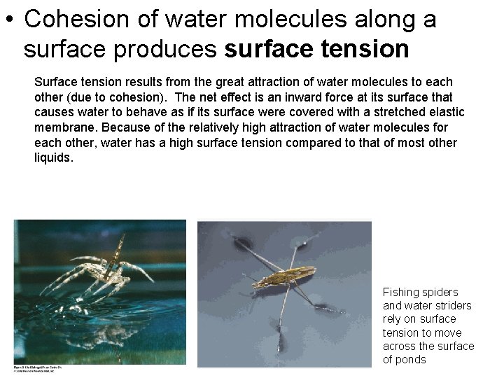  • Cohesion of water molecules along a surface produces surface tension Surface tension