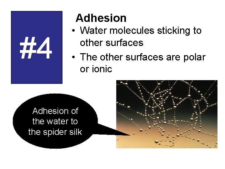 Adhesion #4 • Water molecules sticking to other surfaces • The other surfaces are