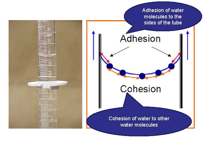 Adhesion of water molecules to the sides of the tube Cohesion of water to