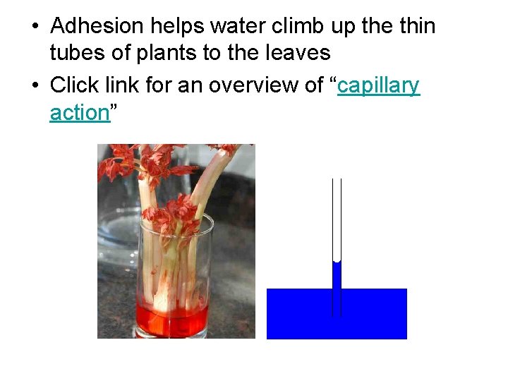  • Adhesion helps water climb up the thin tubes of plants to the