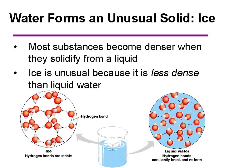 Water Forms an Unusual Solid: Ice • • Most substances become denser when they