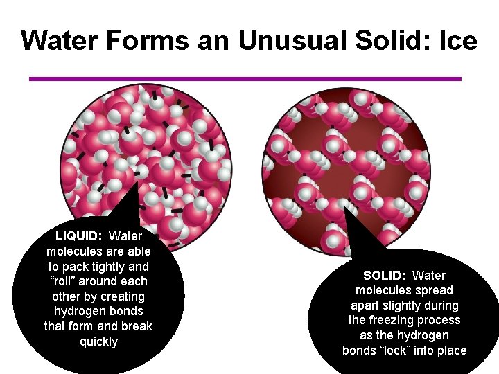 Water Forms an Unusual Solid: Ice LIQUID: Water molecules are able to pack tightly