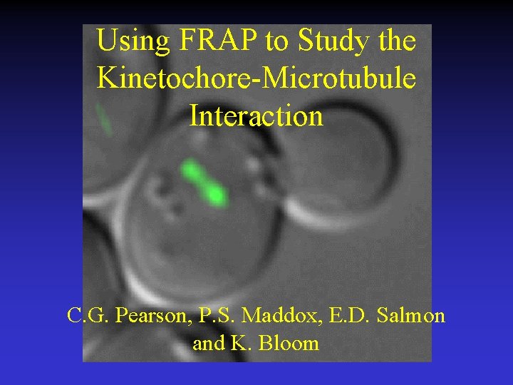 Using FRAP to Study the Kinetochore-Microtubule Interaction C. G. Pearson, P. S. Maddox, E.