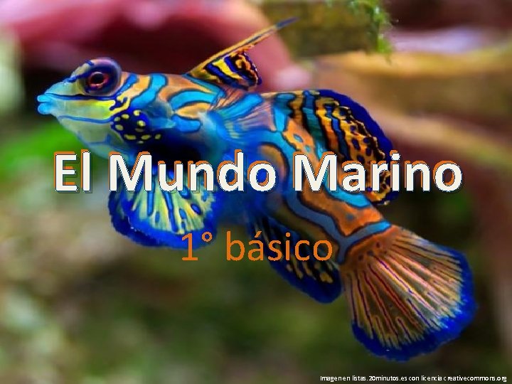 El Mundo Marino 1° básico Imagen en listas. 20 minutos. es con licencia creativecommons.