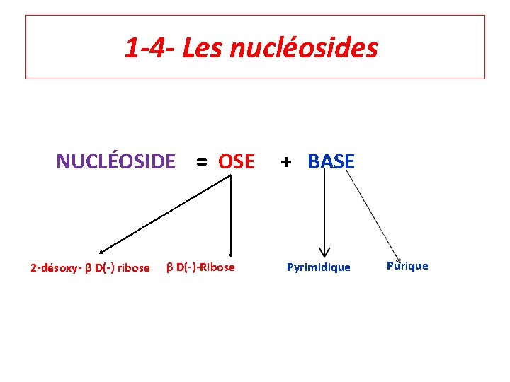 1 -4 - Les nucléosides NUCLÉOSIDE = OSE + BASE 2 -désoxy- β D(-)