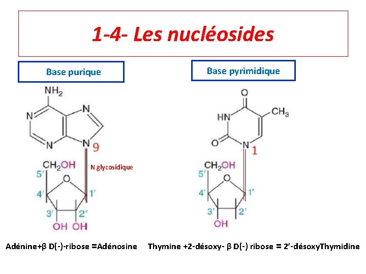 1 -4 - Les nucléosides b. Base purique Base pyrimidique N glycosidique Adénine+β D(-)-ribose