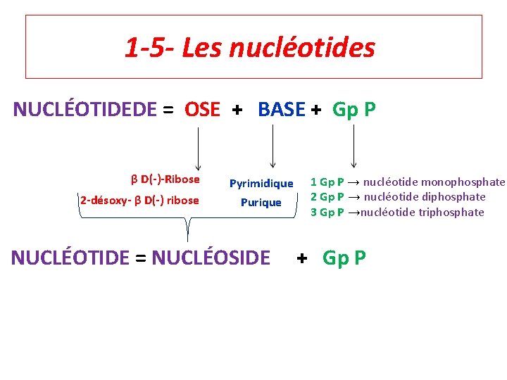 1 -5 - Les nucléotides NUCLÉOTIDEDE = OSE + BASE + Gp P β