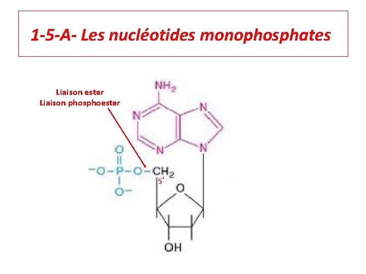 1 -5 -A- Les nucléotides monophosphates Liaison ester Liaison phosphoester 5’ 