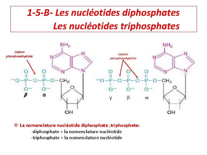 1 -5 -B- Les nucléotides diphosphates Les nucléotides triphosphates Liaison phosphoanhydride β α v