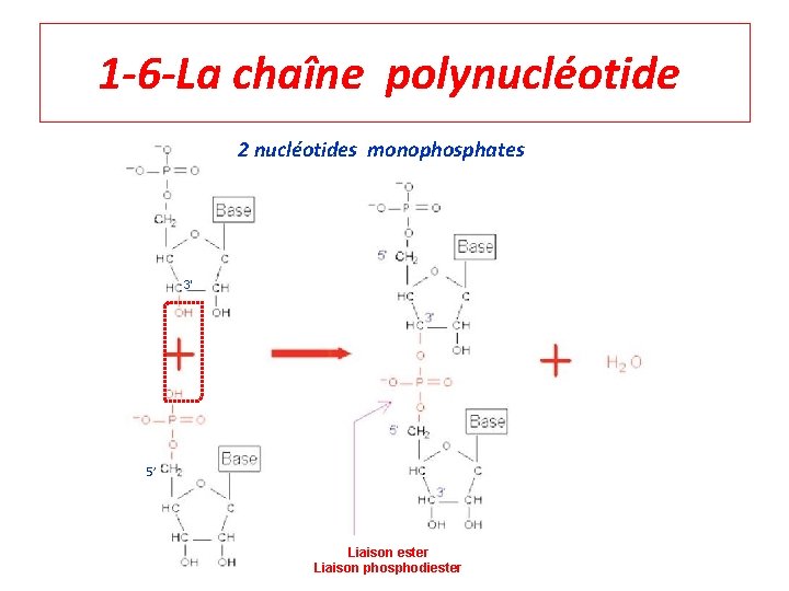 1 -6 -La chaîne polynucléotide 2 nucléotides monophosphates 3’ 5’ Liaison ester Liaison phosphodiester