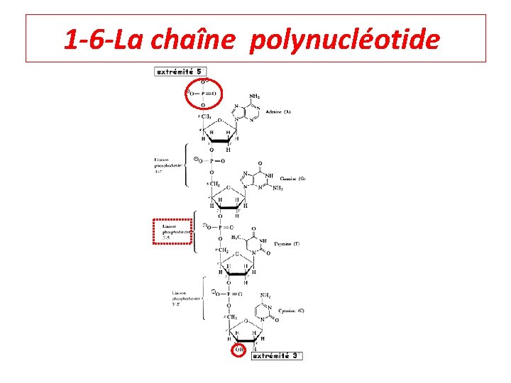 1 -6 -La chaîne polynucléotide 