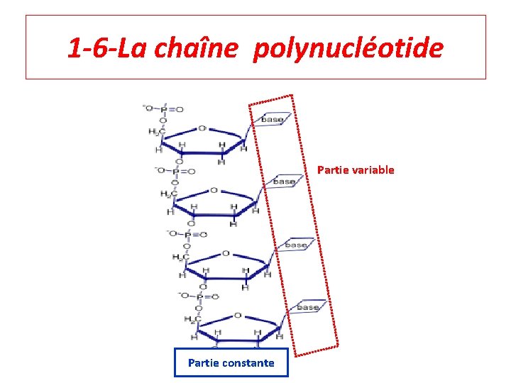1 -6 -La chaîne polynucléotide Partie variable Partie constante 