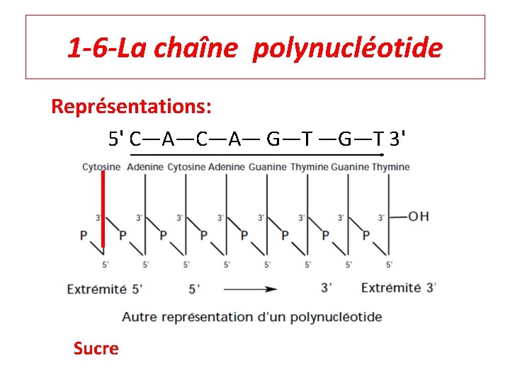1 -6 -La chaîne polynucléotide Représentations: 5' C—A— G—T —G—T 3' Sucre 