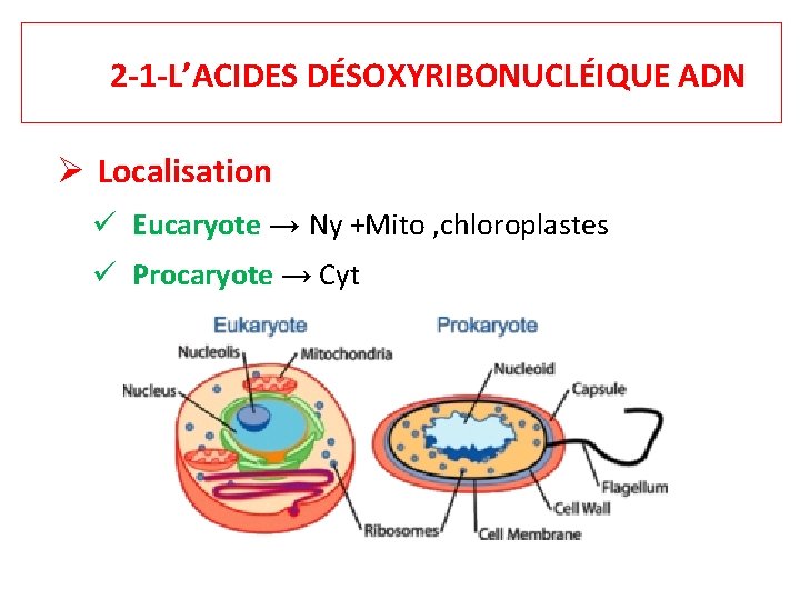 2 -1 -L’ACIDES DÉSOXYRIBONUCLÉIQUE ADN Localisation Eucaryote → Ny +Mito , chloroplastes Procaryote →